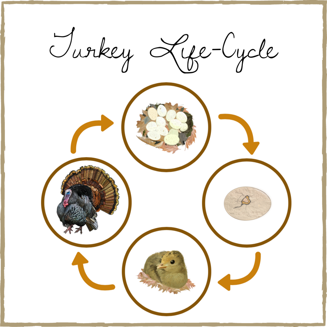 Turkey Life-Cycle – Learning with Play